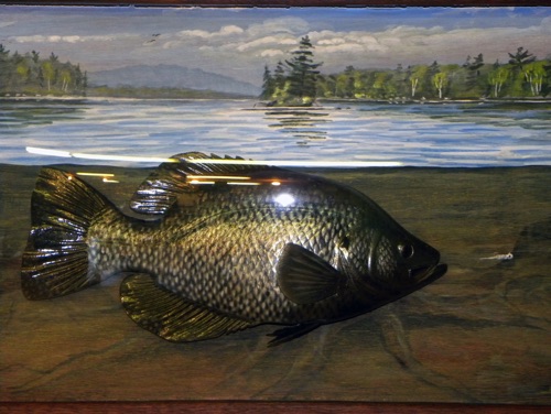 16'' Black Crappie with hand painted background scene. (Detailed)
